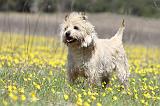 CAIRN TERRIER 271
